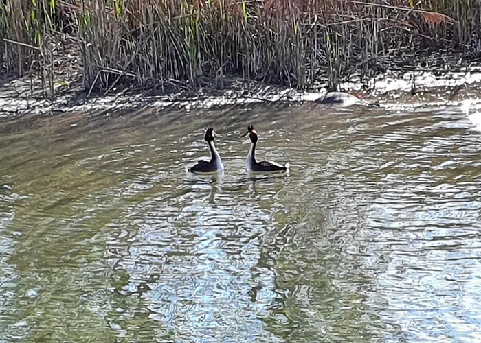 Appartement Seeglueck Seegold - Moderne Maisonette-wohnung Mit Balkon Und Parkplatz In Seenaehe In Konstanz-dingels-dorf *